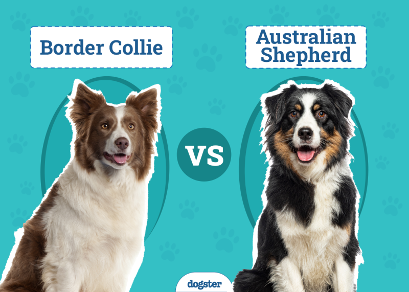 Border Collie vs Australian Shepherd