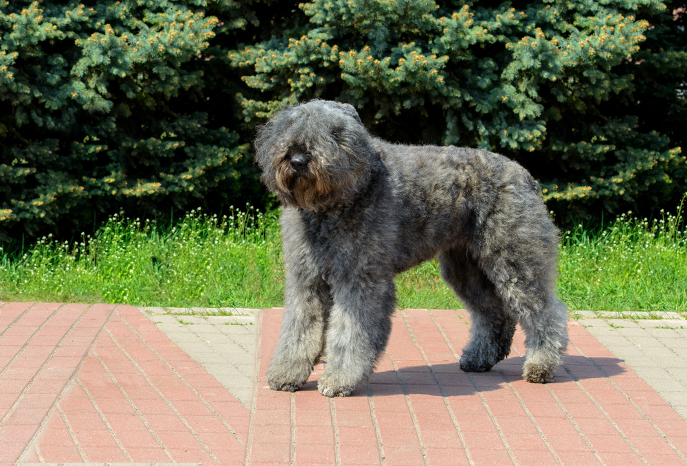 Brindle Bouvier des Flandres standing on a sidewalk oudoors