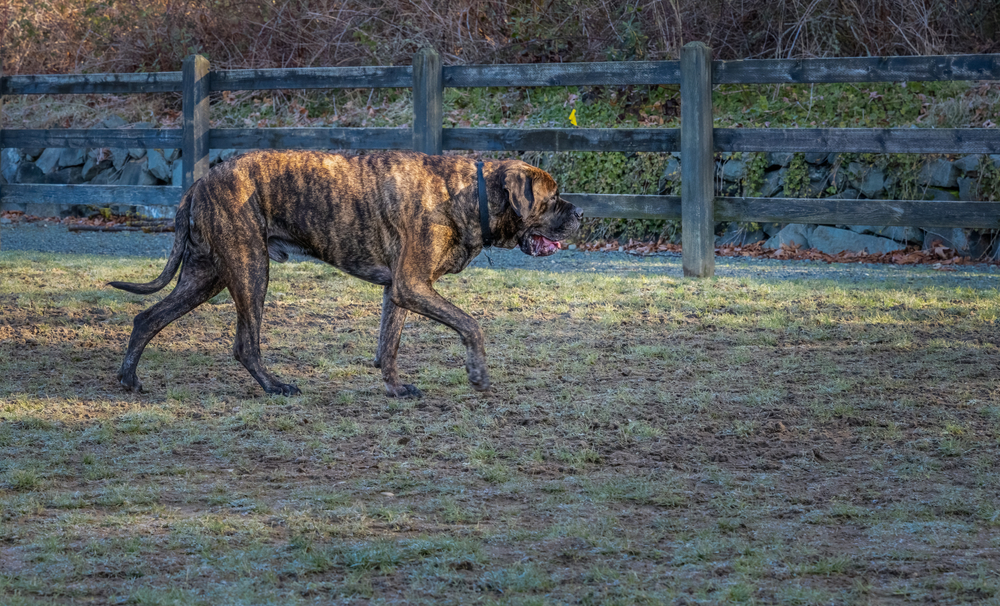 Brindle Mastiff walking along a wooden fence outdoors