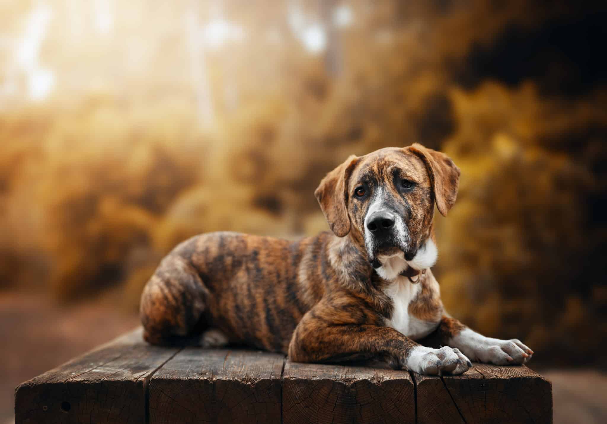 Brindle Dog Breeds Facts & History Dogster
