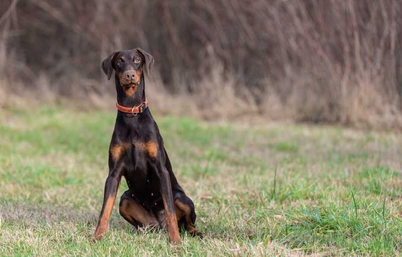Brown color Doberman Pinscher dog in the park