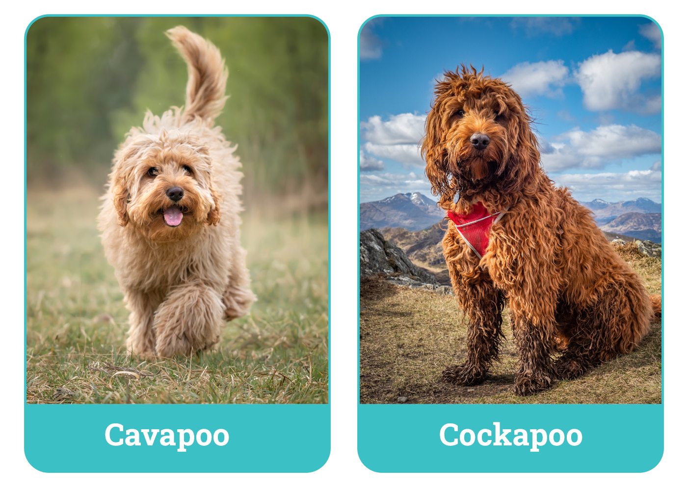 Cavapoo vs Cockapoo