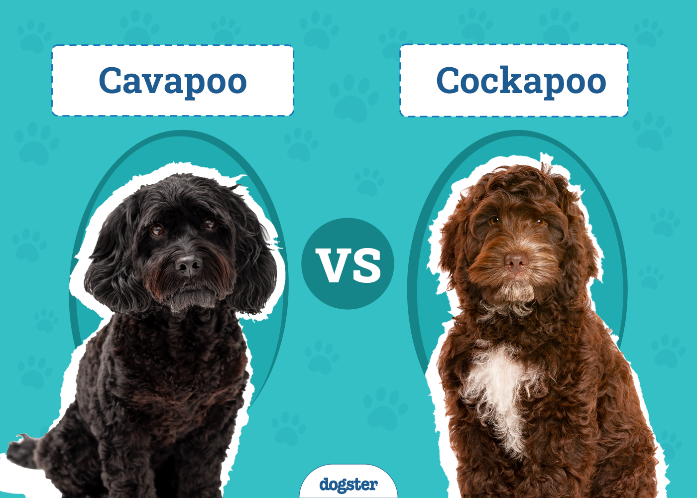 Cavapoo vs Cockapoo