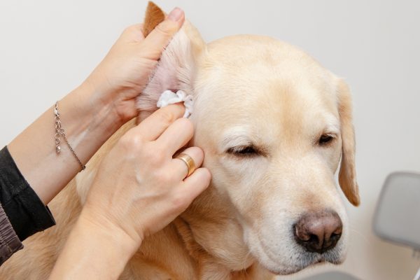 Ear Cleaning For Dogs With Big Ears