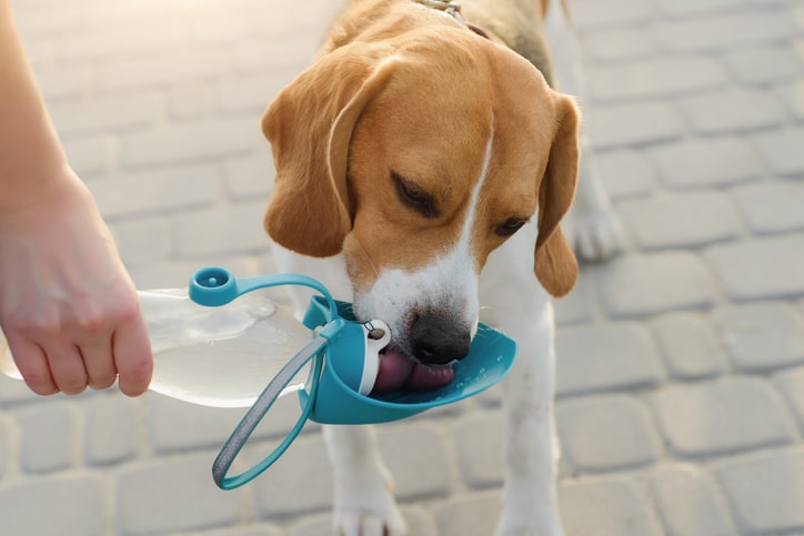 popular beagle pet dog stands tied on a leash