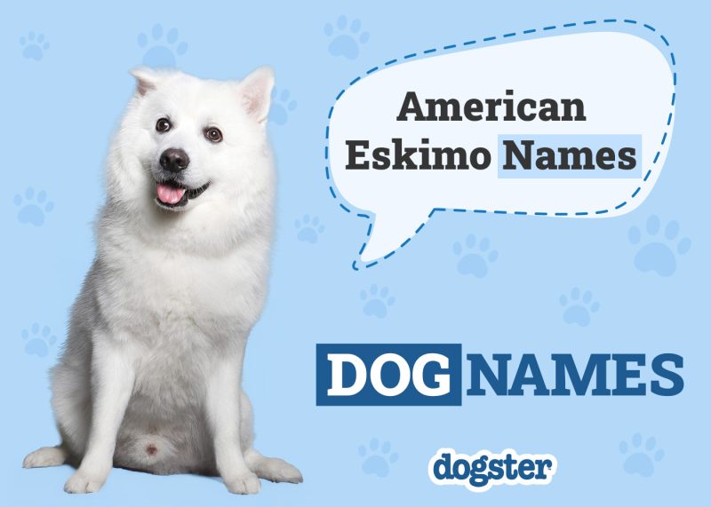 Dogster_American Eskimo Names