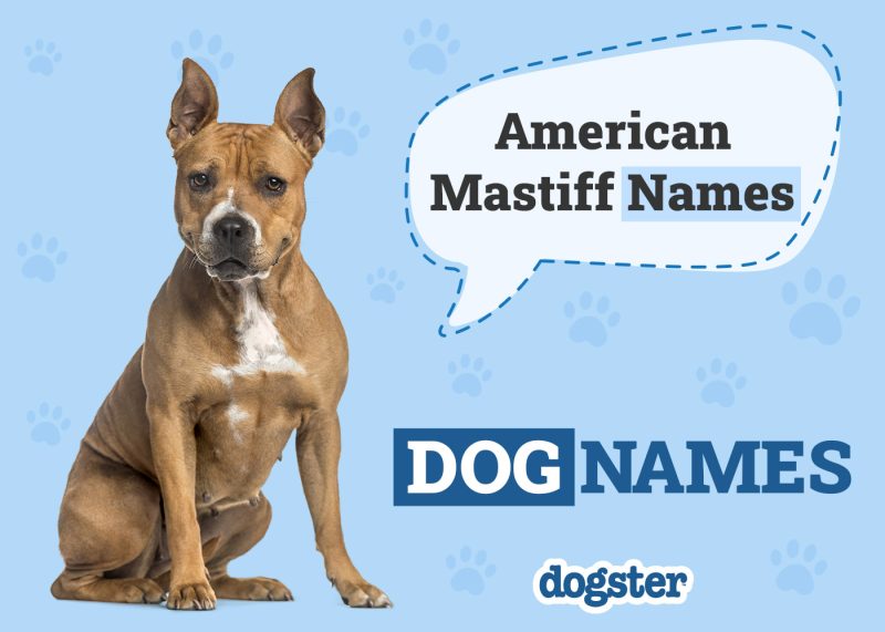 Dogster_American Mastiff Names