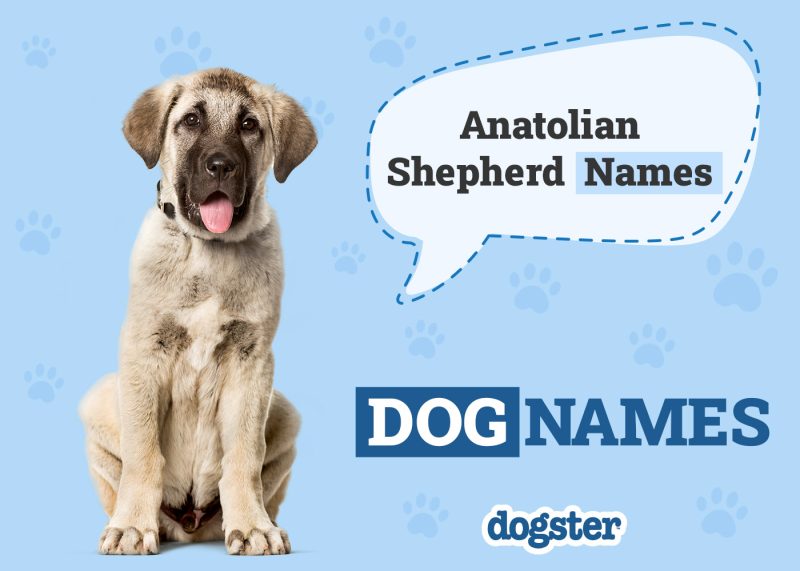 Dogster_Anatolian Shepherd Names