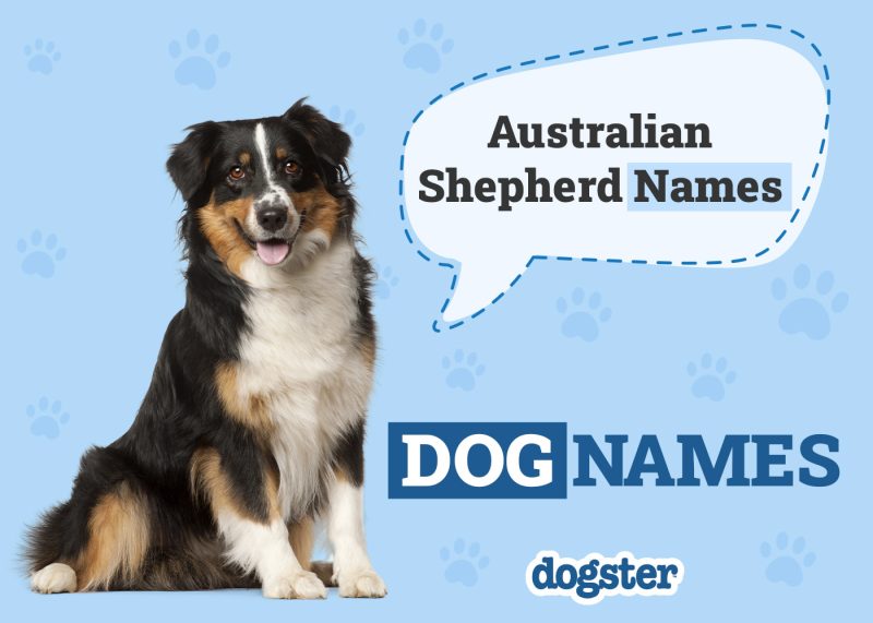 Dogster_Australian Shepherd Names