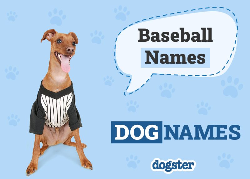 Dogster_Baseball Names