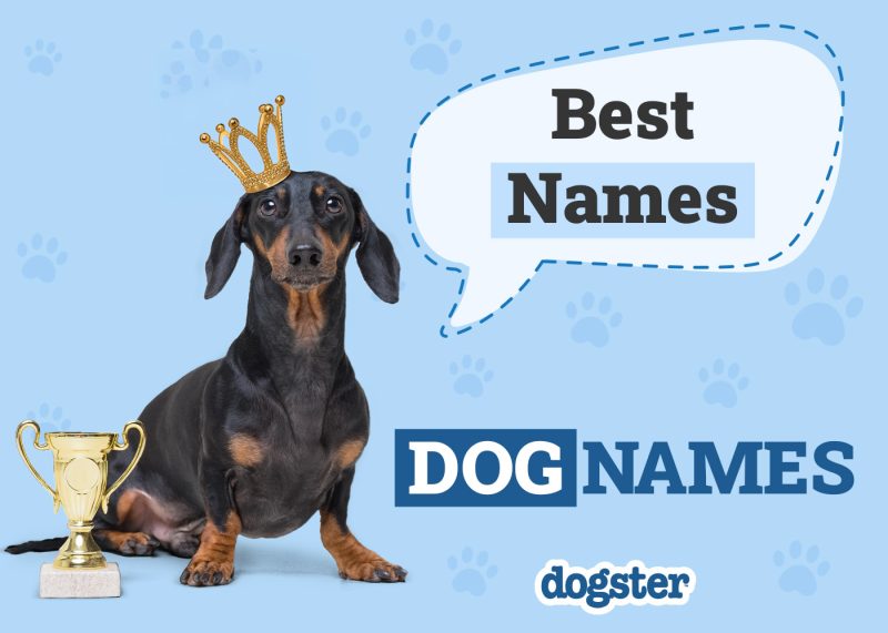 Dogster_Best Names