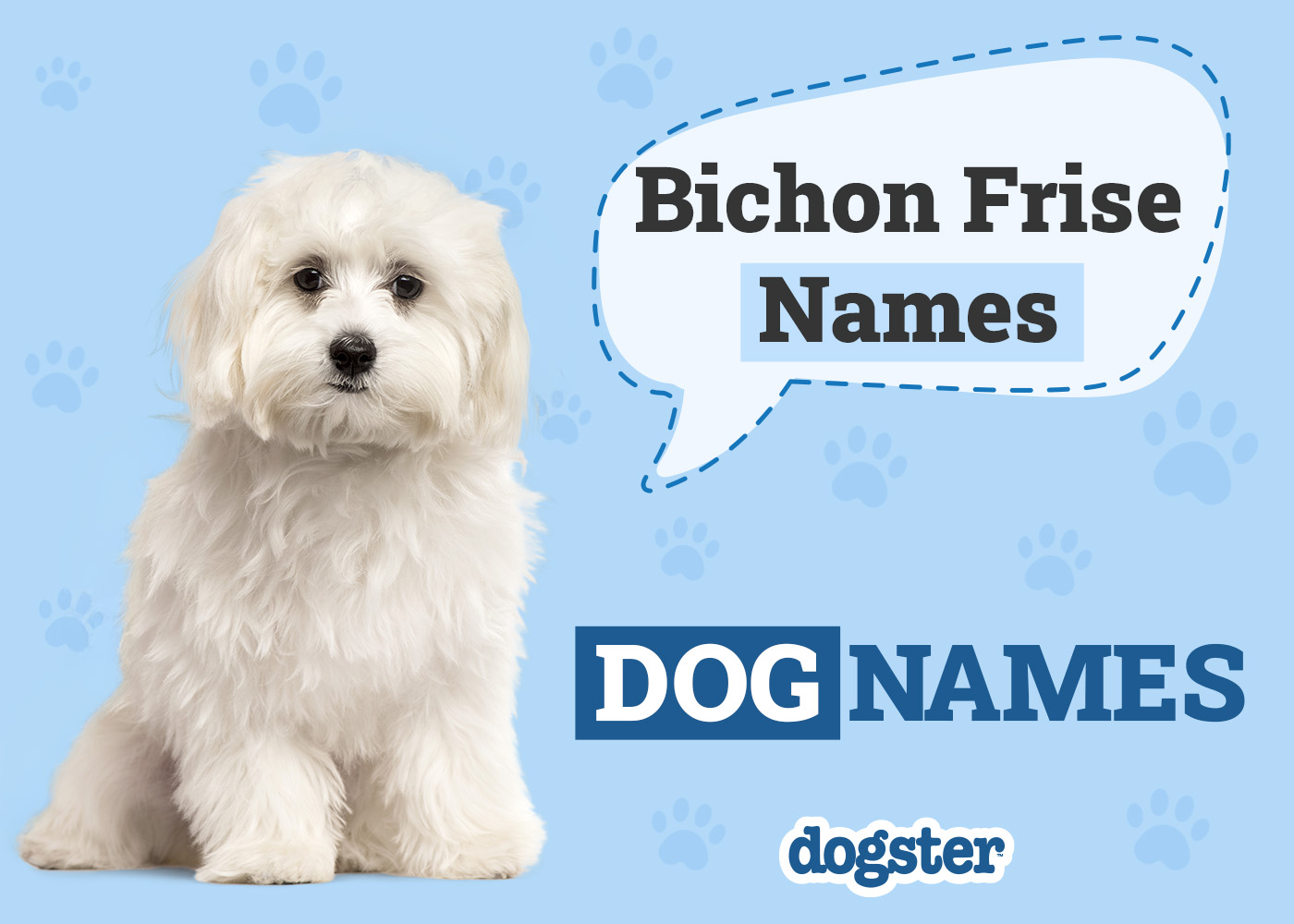 Dogster_Bichon Frise Names