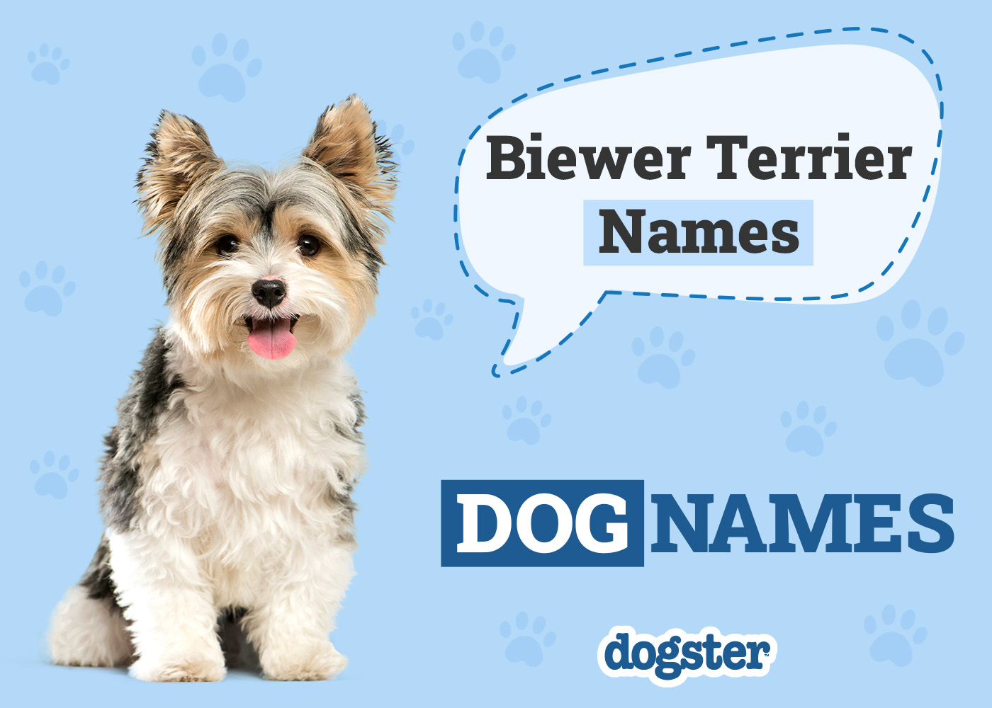 Dogster_Biewer Terrier Names