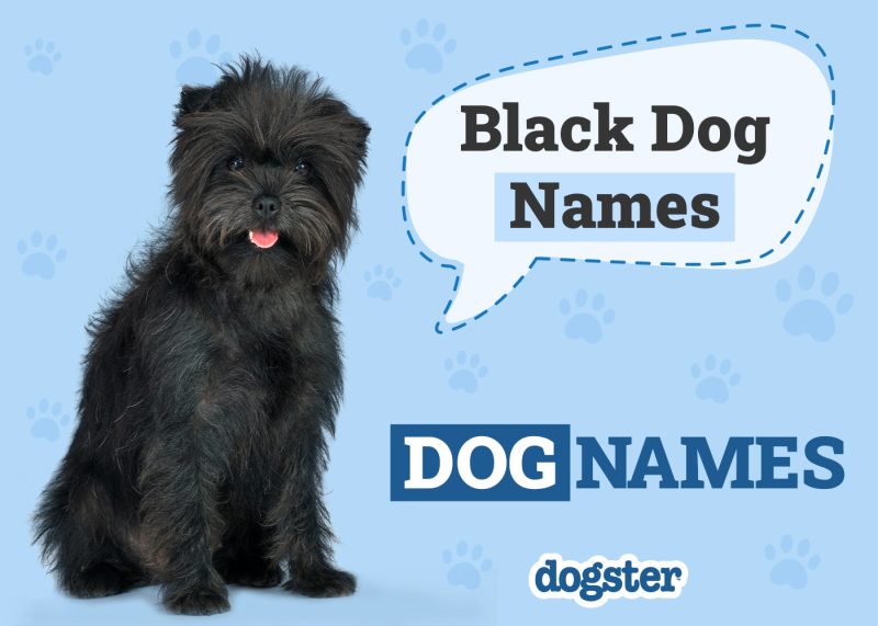 Dogster_Black Dog Names
