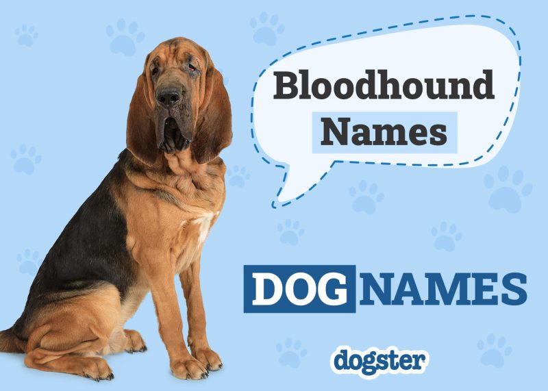 Dogster_Bloodhound Names