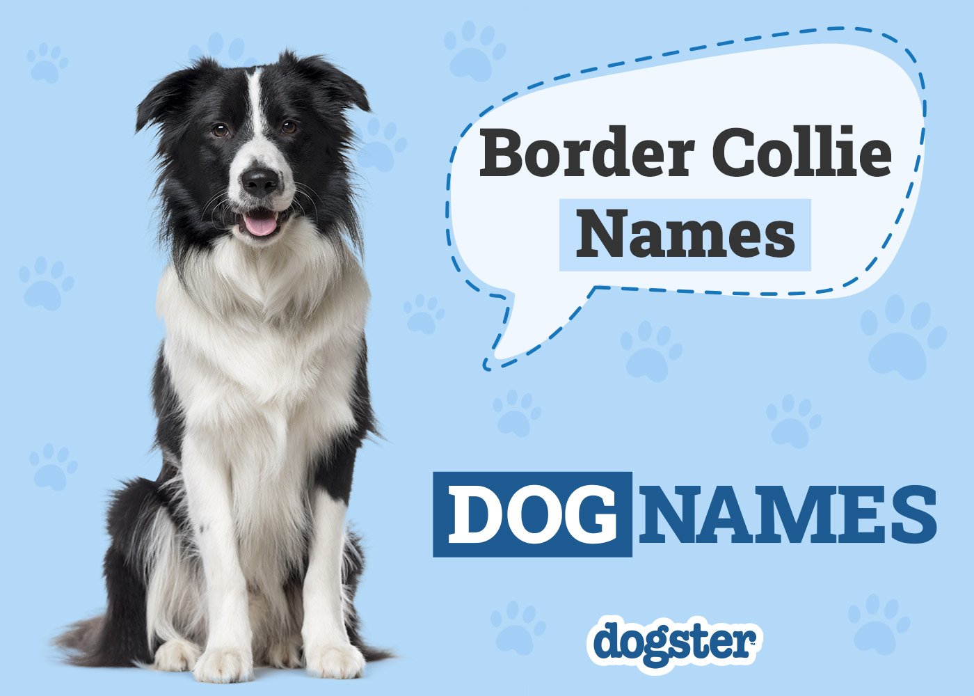 Dogster_Border Collie Names