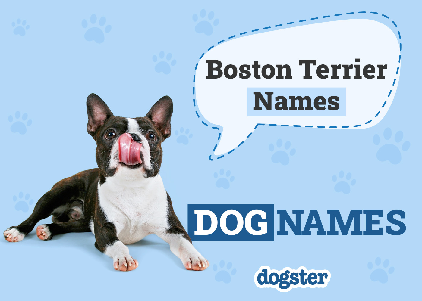 Dogster_Boston Terrier Names