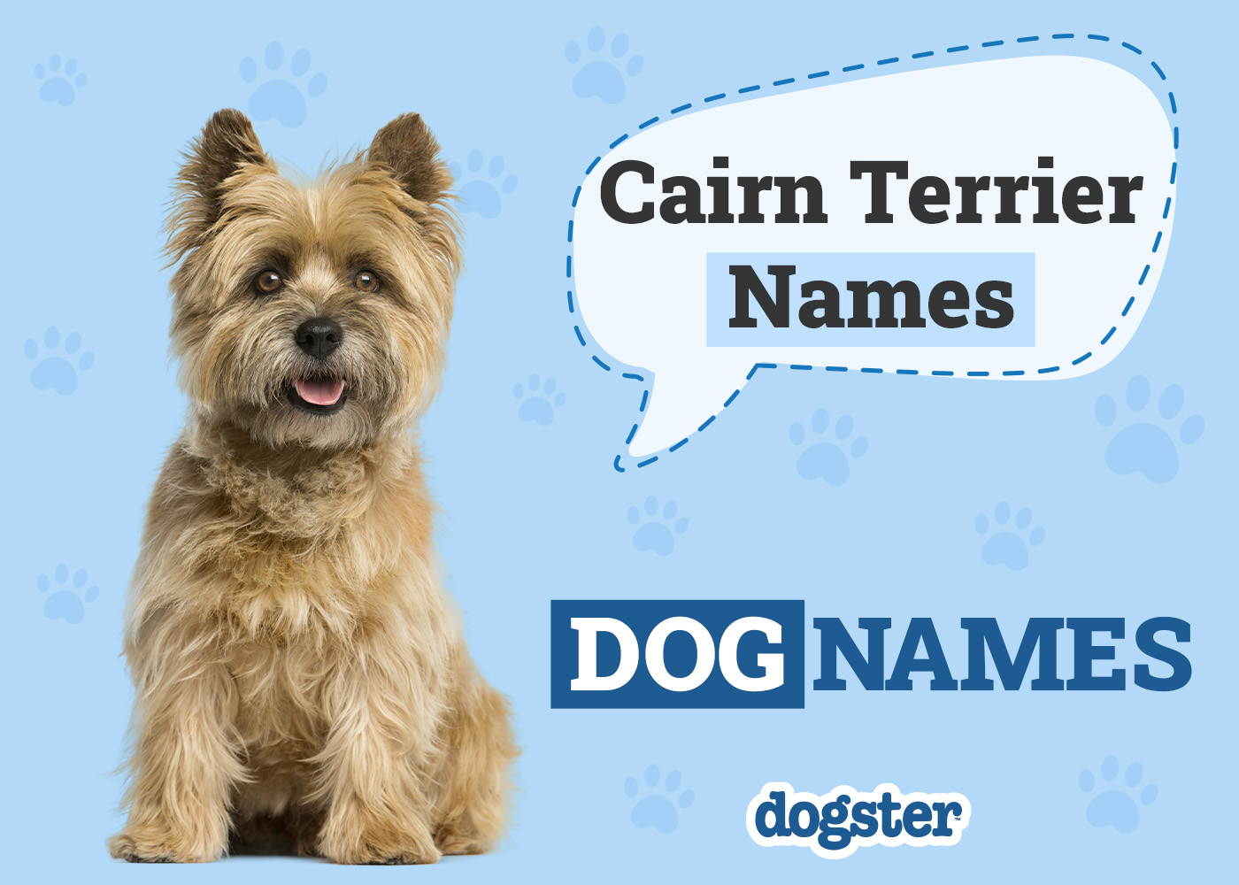 Dogster_Cairn Terrier Names