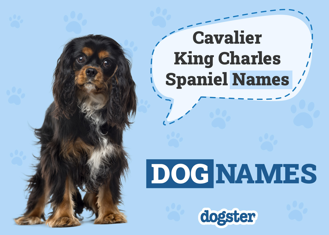 Dogster_Cavalier King Charles Spaniel Names