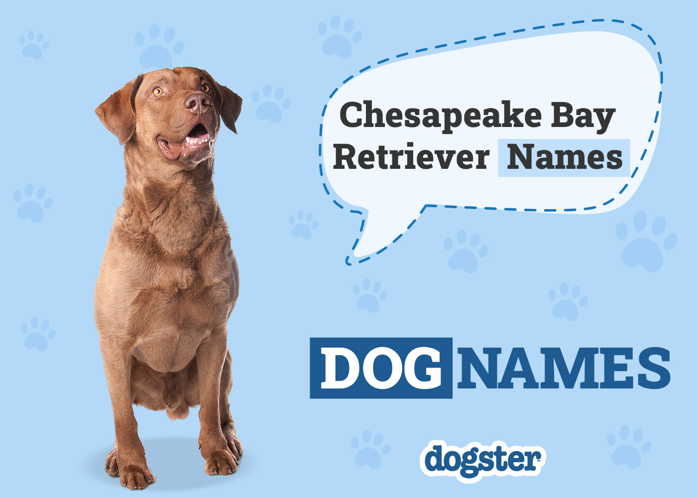 Dogster_Chesapeake Bay Retriever Names