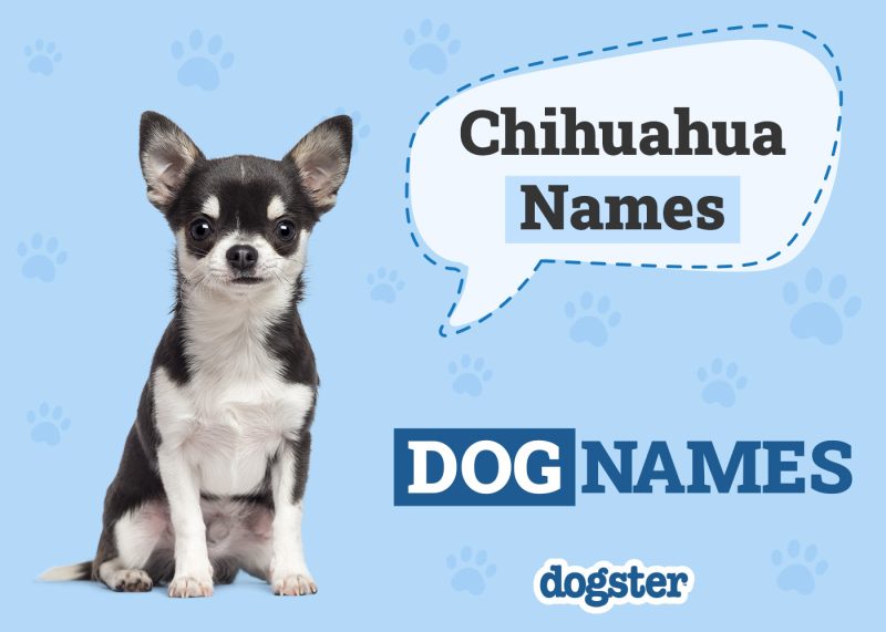 Dogster_Chihuahua Names