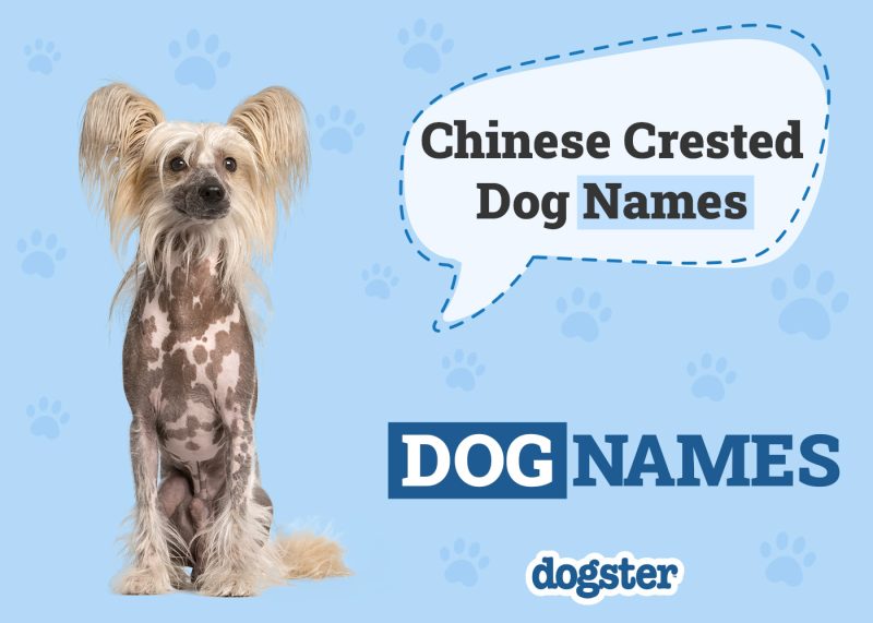 Dogster_Chinese Crested Dog Names