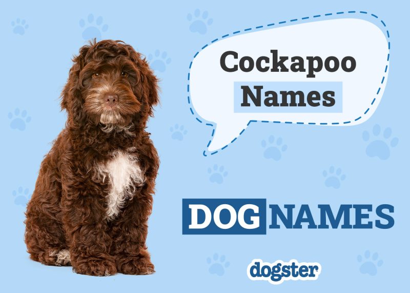 Dogster_Cockapoo Names