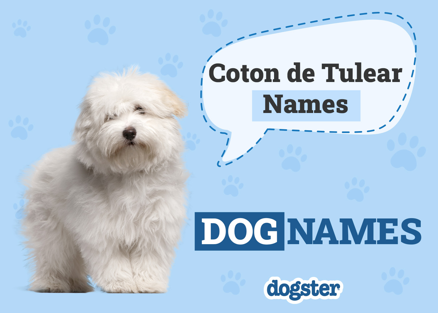 Dogster_Coton de Tulear Names