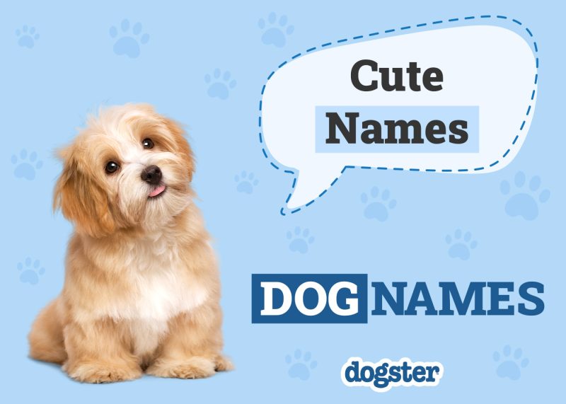 Dogster_Cute Names