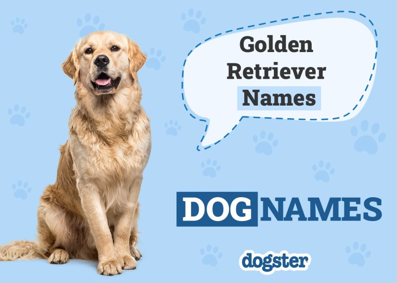 Dogster_Golden Retriever Names
