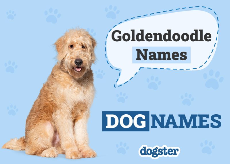 Dogster_Goldendoodle Names
