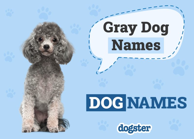 Dogster_Gray Dog Names