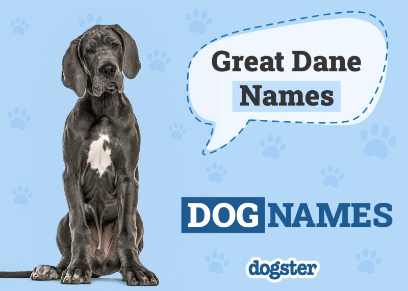 Dogster_Great Dane Names