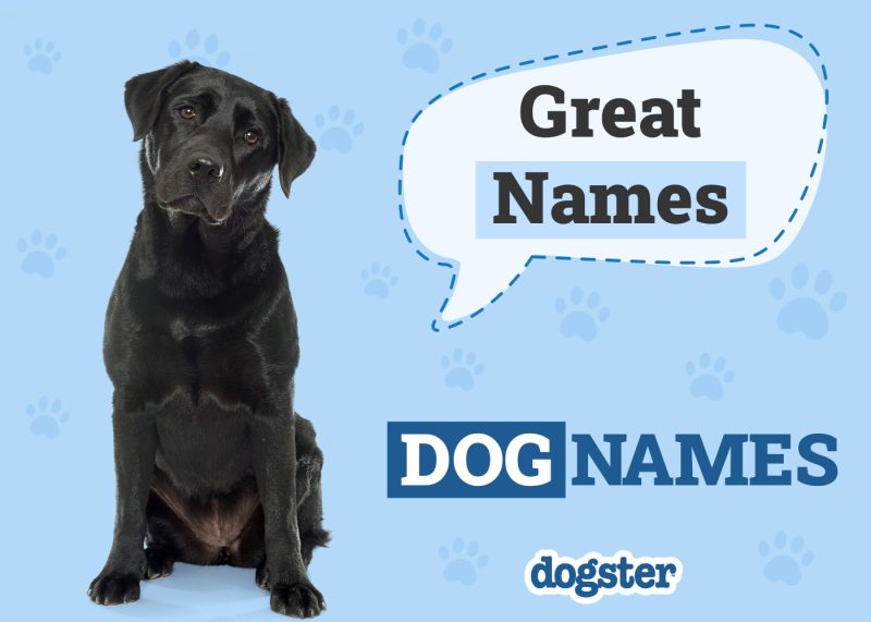 Dogster_Great Names