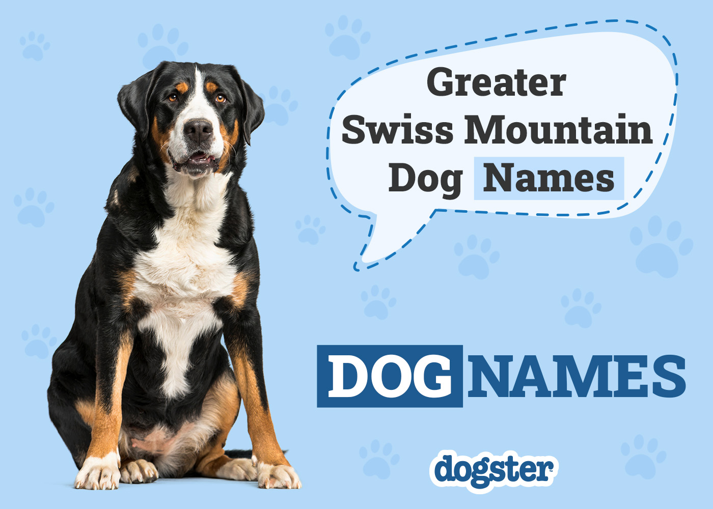 Dogster_Greater Swiss Mountain Dog Names