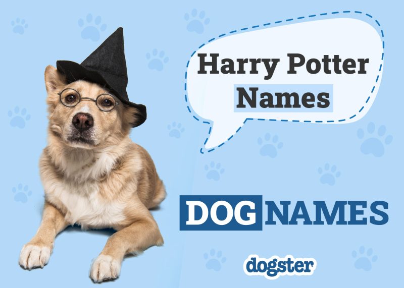 Dogster_Harry Potter Names