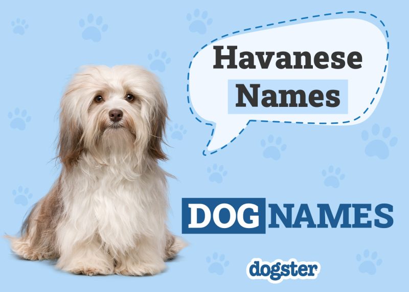Dogster_Havenese Names
