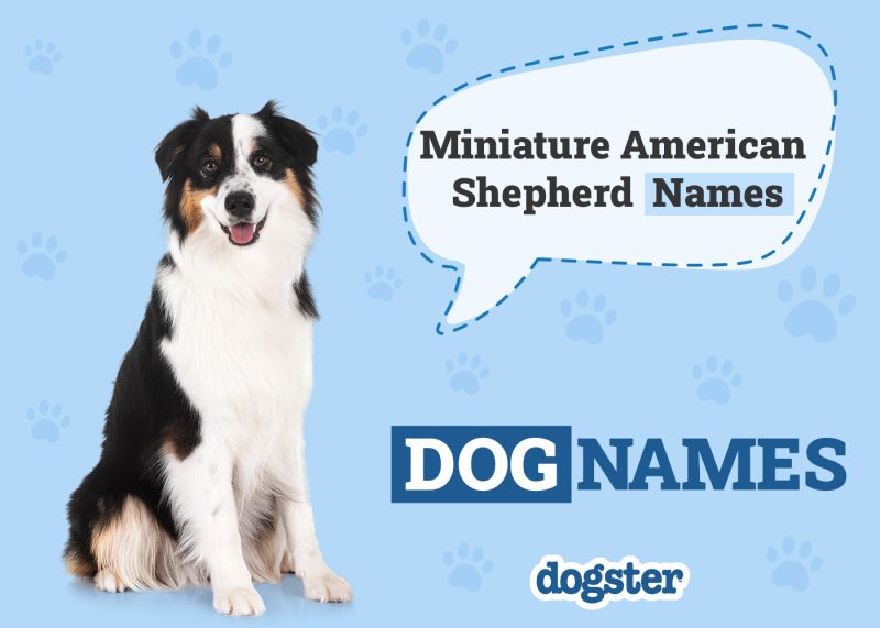 Dogster_Miniature American Shepherd Names