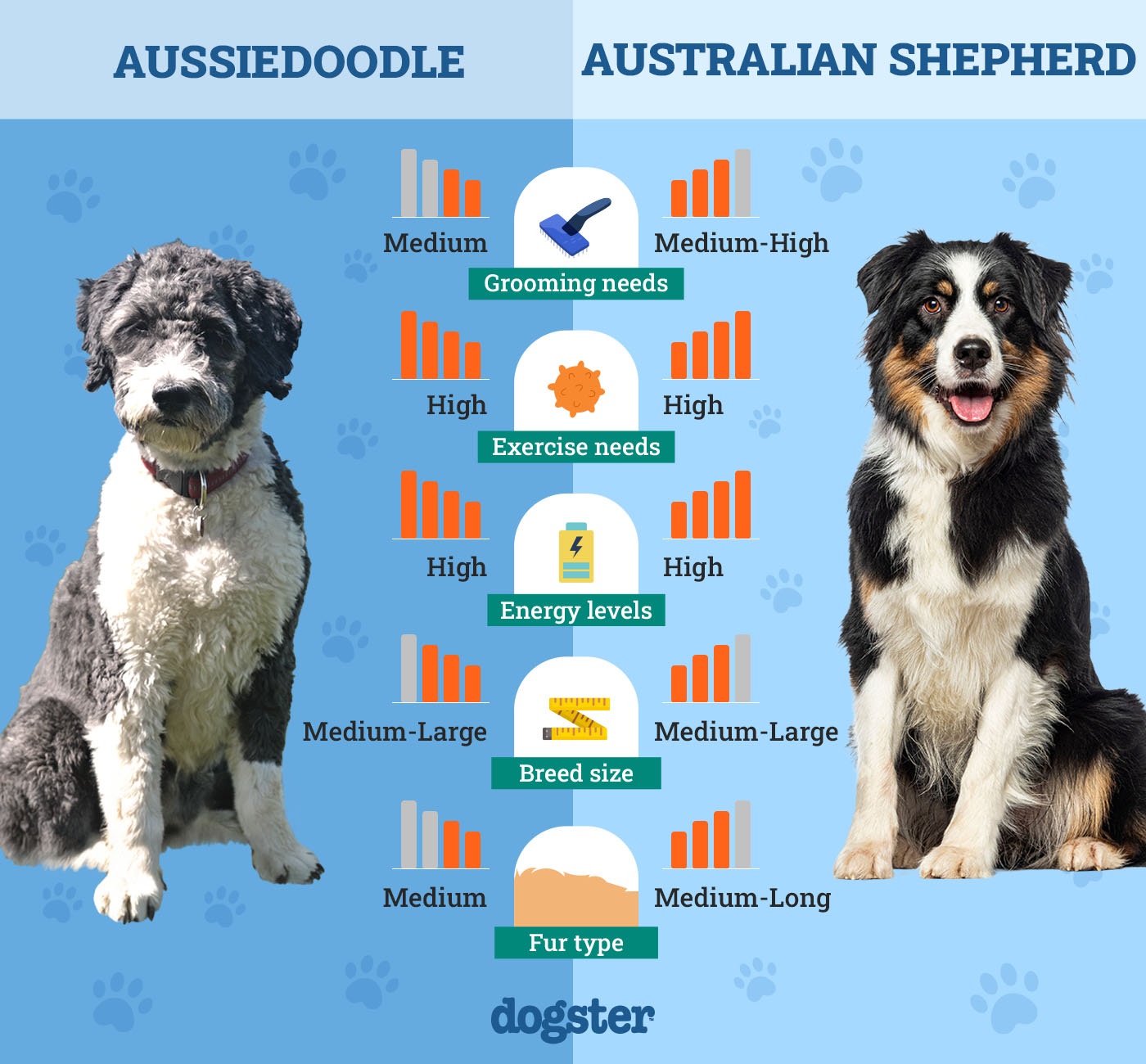 Dogster_Side by Side Comparison_ Aussiedoodle vs Australian Shepherd