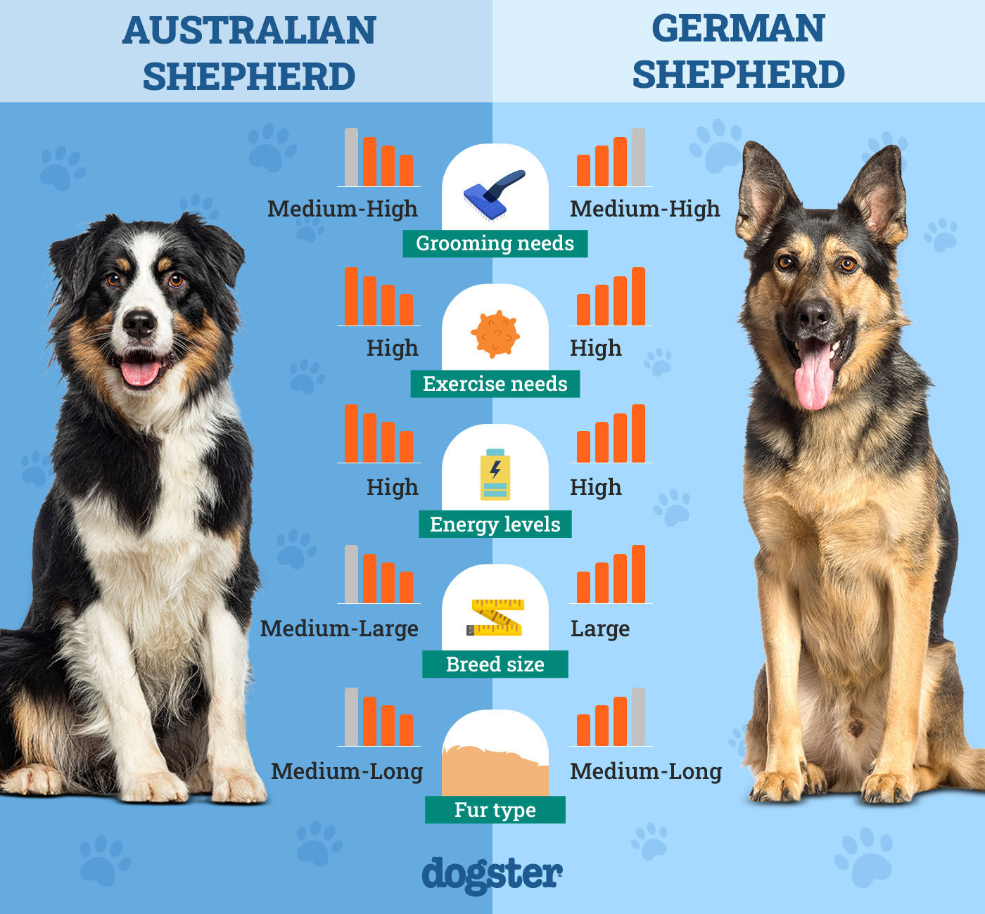 Dogster_Side by Side Comparison_ Australian Shepherd vs German Shepherd