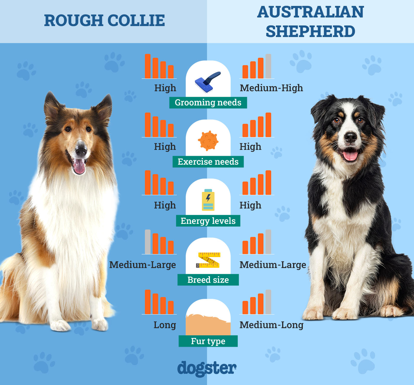 Dogster_Side by Side Comparison_ Rough Collie vs Australian Shepherd