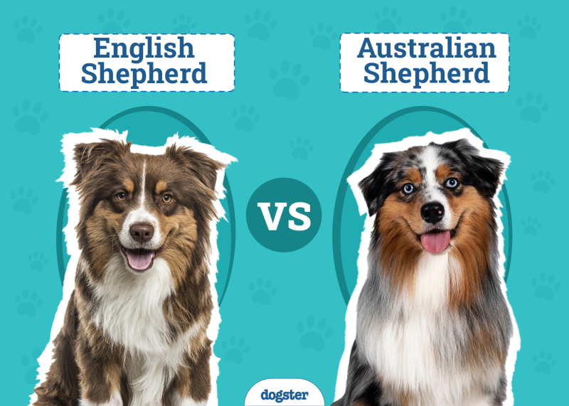 English vs Australian Shepherd