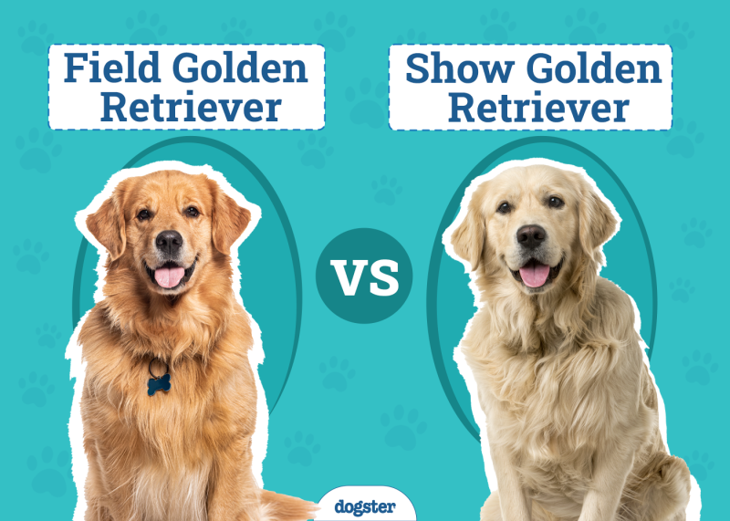 Field Golden Retriever Vs Show Golden Retriever