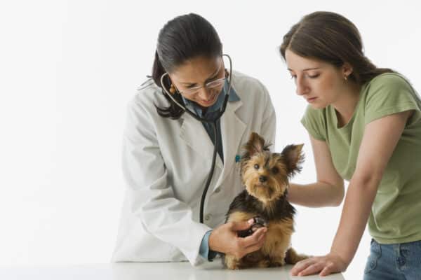 African female veterinarian examining Yorkshire Terrier puppy