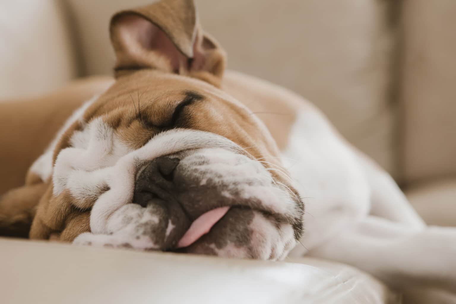 How To Help a Bulldog Breathe Better Tips & Tricks Dogster