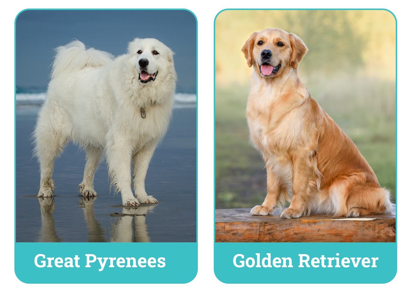 Great Pyrenees vs Golden Retrieve