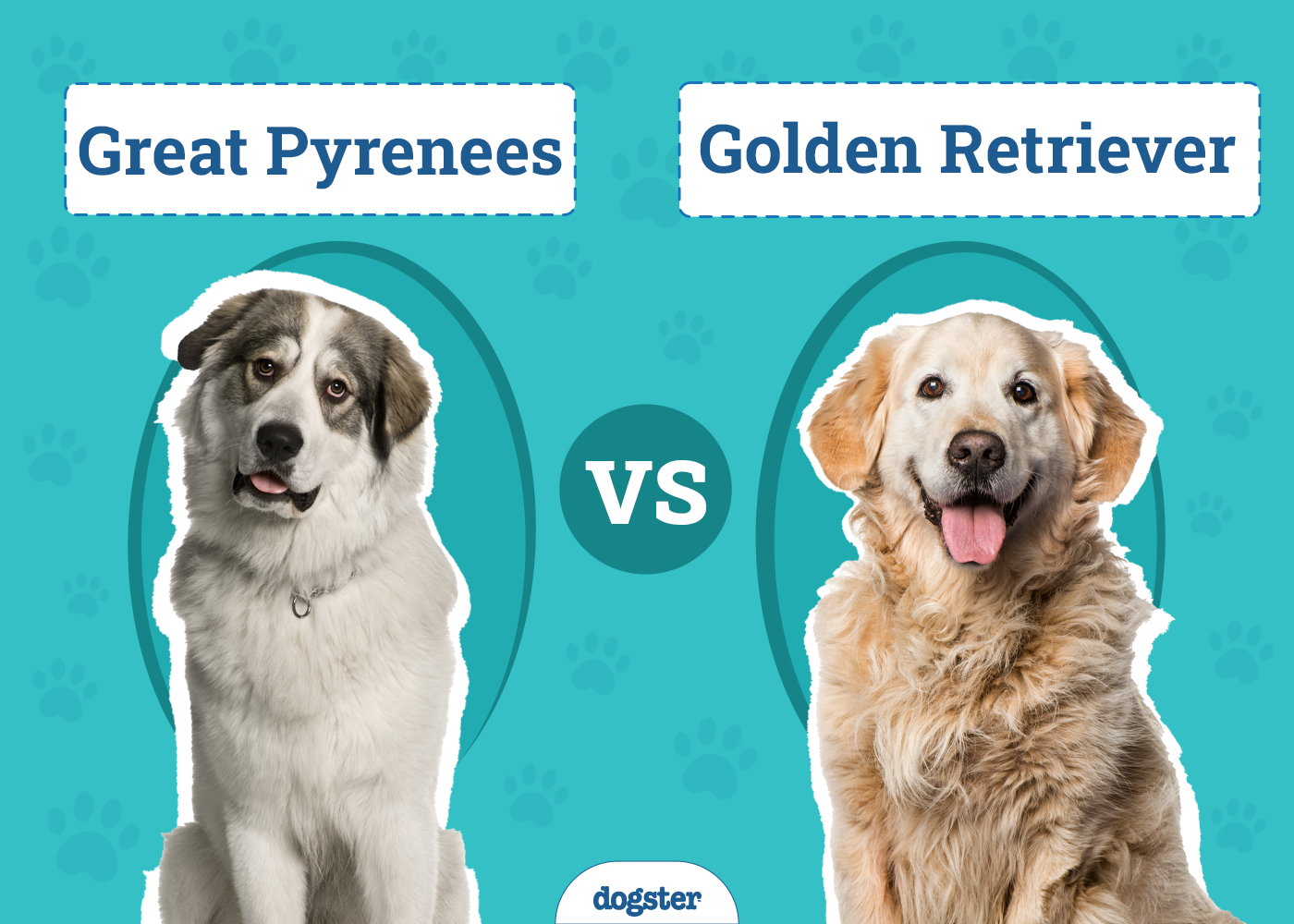 Great Pyrenees vs Golden Retriever