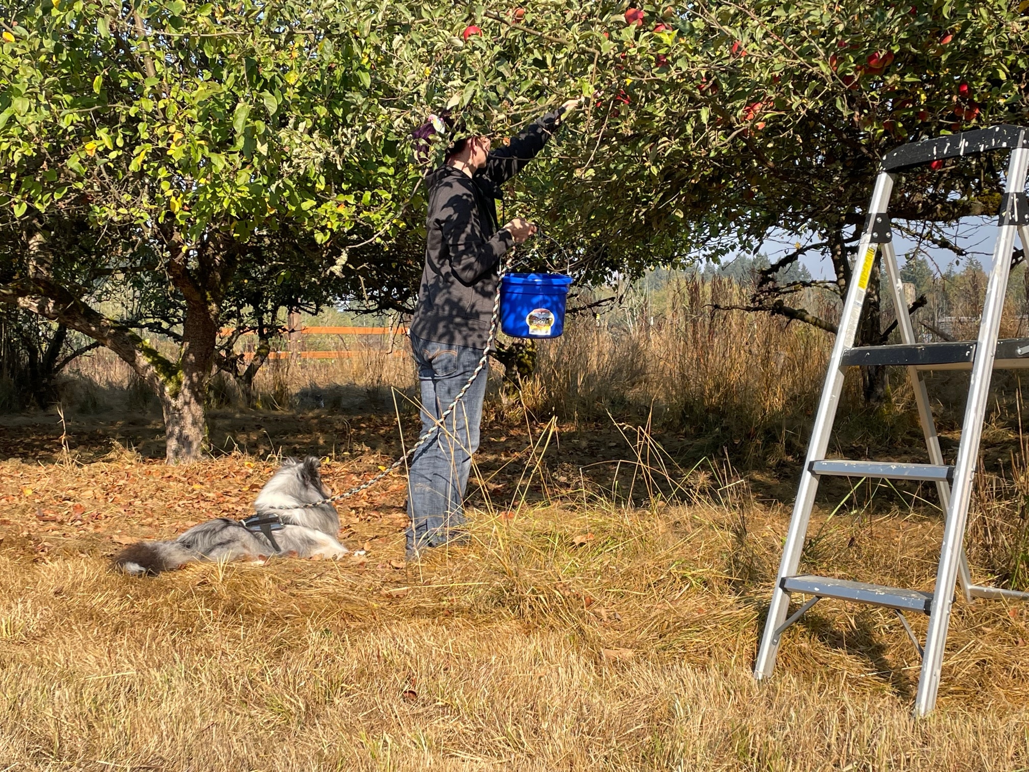 apple picking with dog