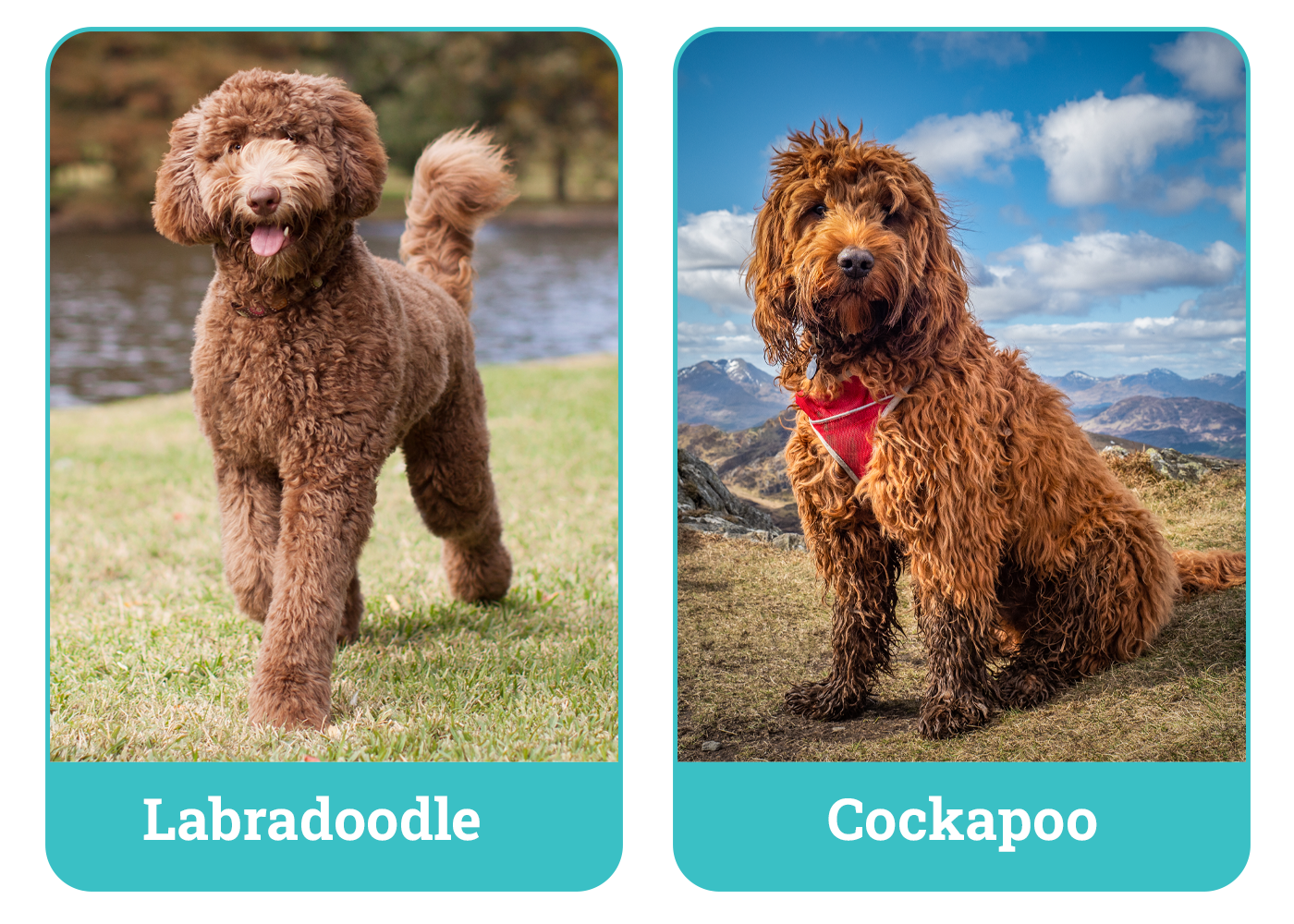 Labradoodle vs. Cockapoo