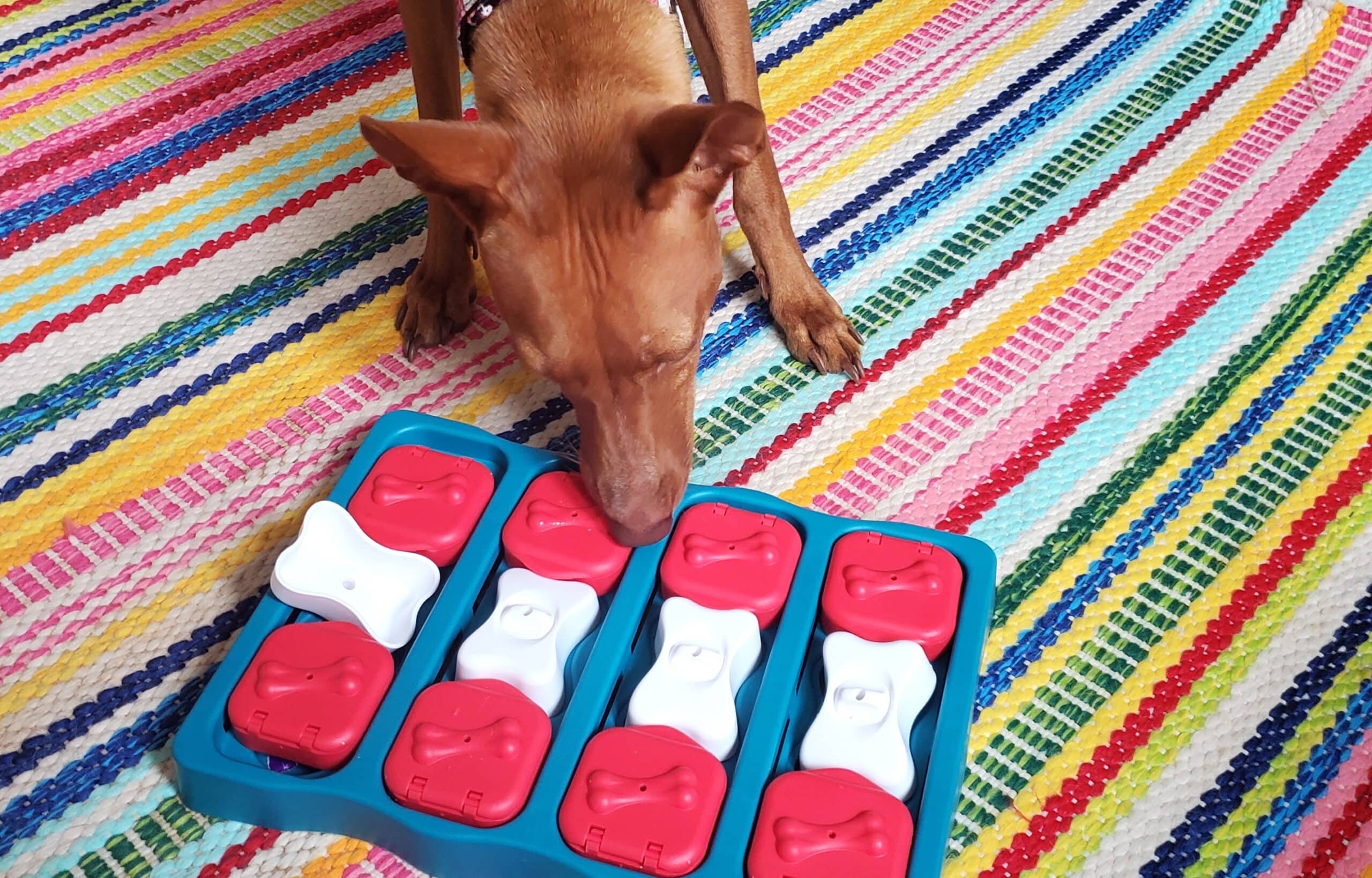 6 Great Food Dog Puzzle Toys – Dogster